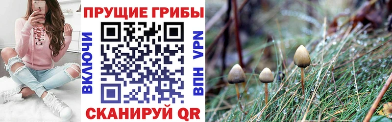 Псилоцибиновые грибы мухоморы Карабулак